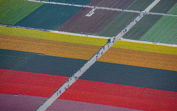 Patchwork Tulip Fields