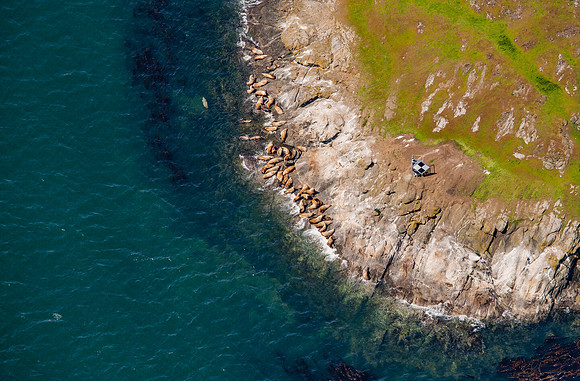 Above the Steller Sea Lions of Spieden Island
