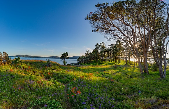 Wildflowers Of Yellow Island