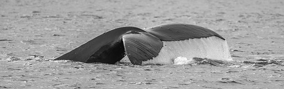Humpback Whale Fluke