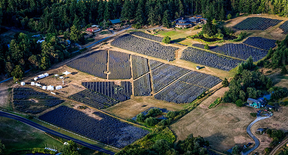 Late Afternoon Light over Pelindaba Lavender Farm, San Juan Island