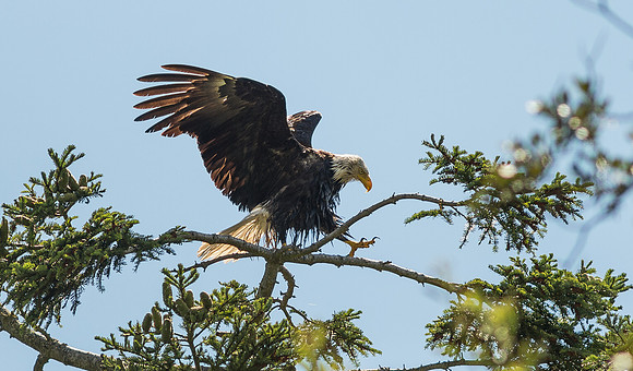Soggy Eagle Landing in Tree