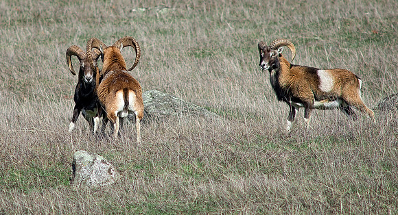 Mouflon Stare Down on Spieden Island