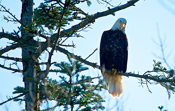 Bald Eagle in Tree