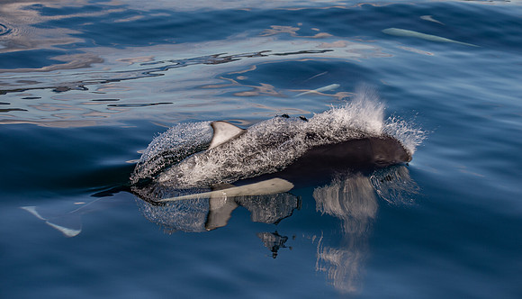 Dall's Porpoise Along Side