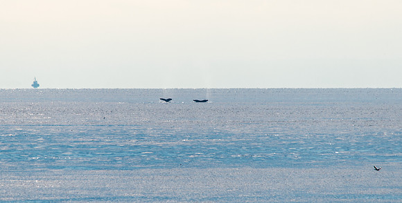 Pair of Humpbacks Waving Goodbye to the San Juan Islands