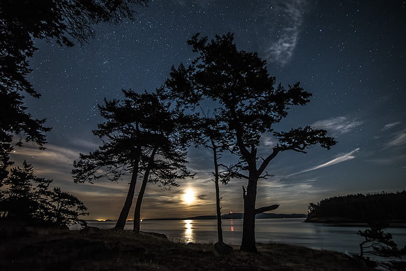 Full Moon Under Trees & Stars