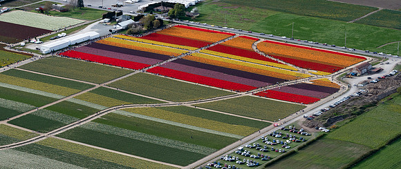 Tulip Town from Above 2022