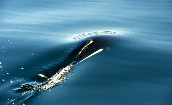 Orca Whale Underwater