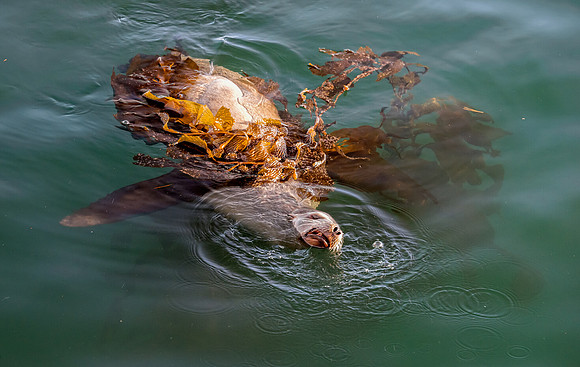 California Sea Lion Enjoying Kelp