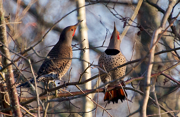 Pair of Courting Flickers