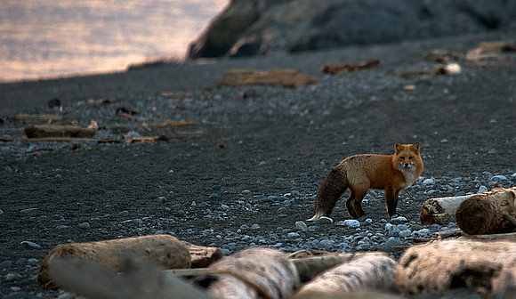 Fox at South Beach