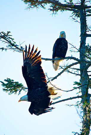 Two Bald Eagles in Tree