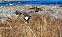 Tenuous Perch