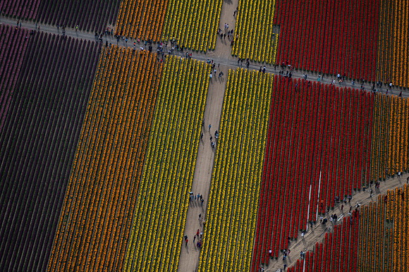 Tulips from Above 2022 #2