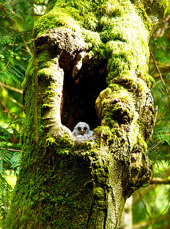 Barred Owl Chick