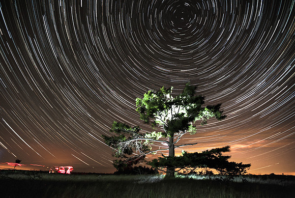 Stars and Trees at American Camp