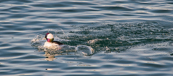 Bufflehead Iridescence